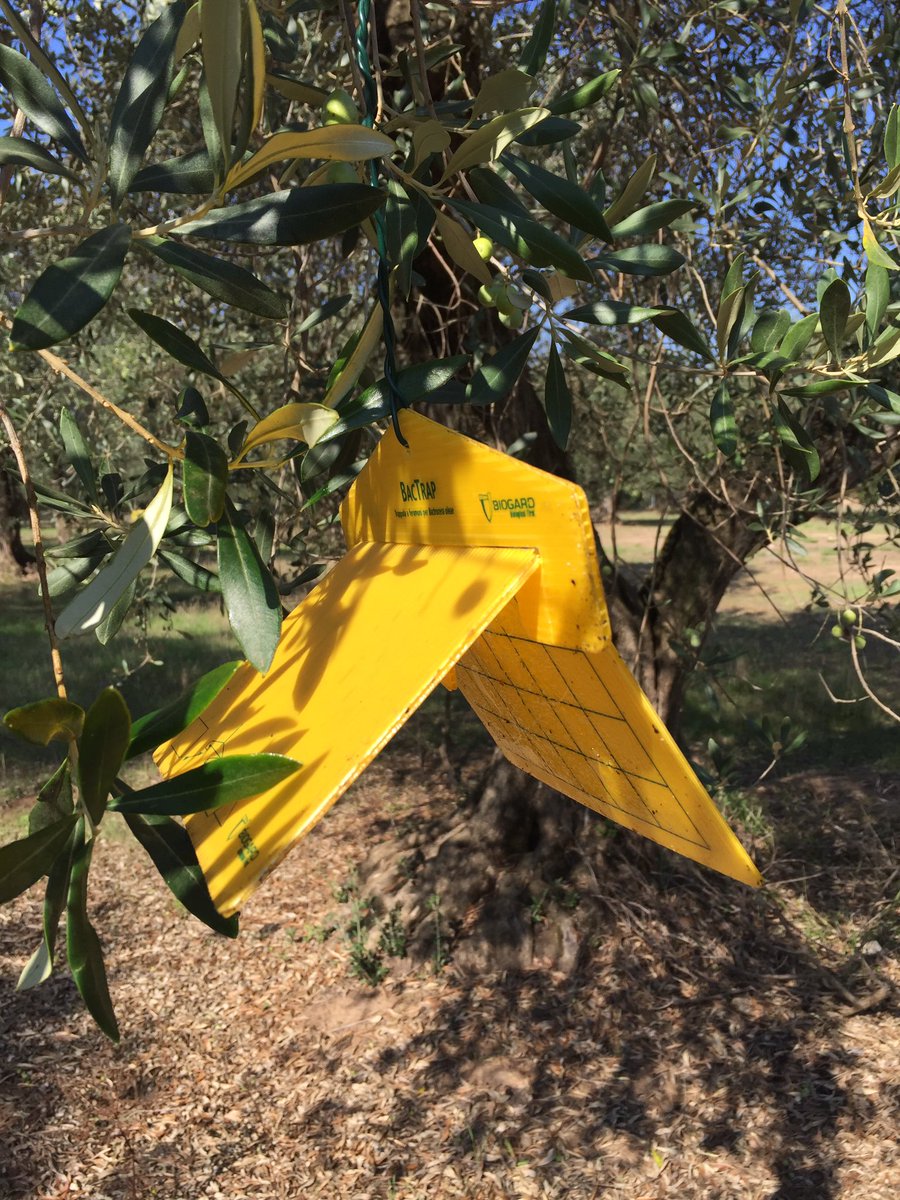 terraeolio's tweet photo. Olivi
#fenologia
#monitoraggi
Nord #Sardegna https://t.co/ndAWzsTAJT