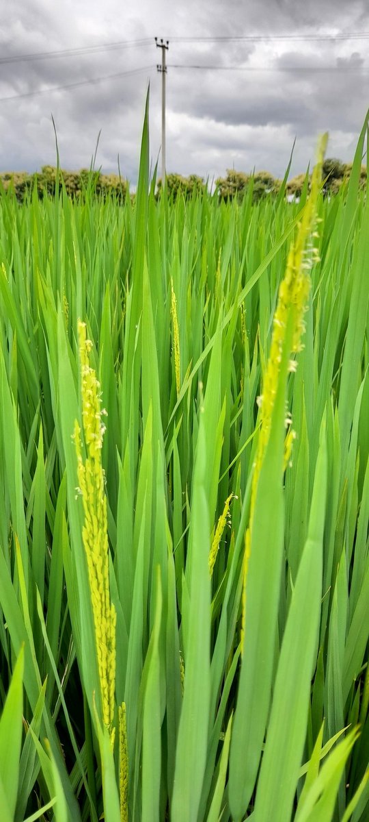 #paddy #rice #telangana #farming #farm #investinfarming #kcr #KTR #KCR #rythu #hyderabad #agriculture #ricebowlofindia #telanganaricebowlofindia #rythubandu