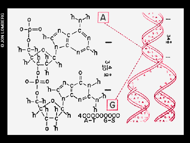 11/1. Chemical definitions2. DNA structure3. DNA structure magnified, light hit4. Diagram of conception