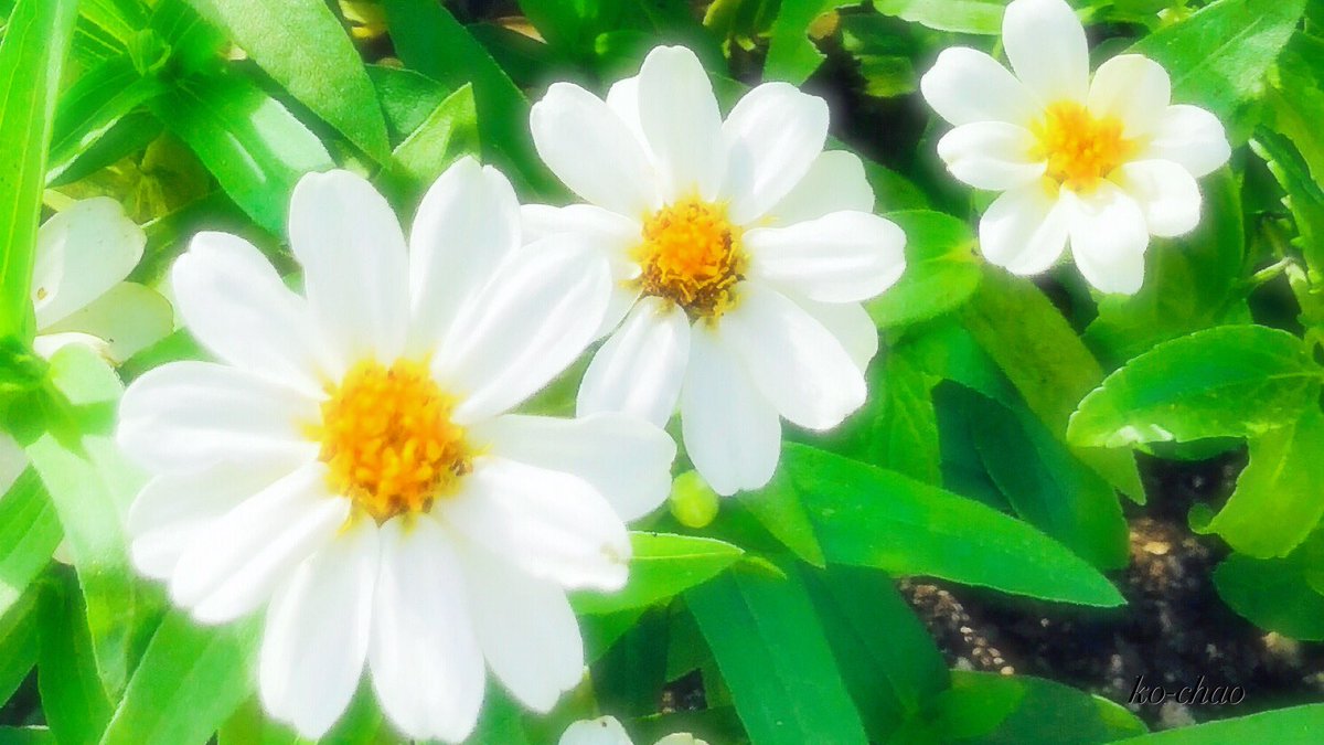 ジニアリネアリス