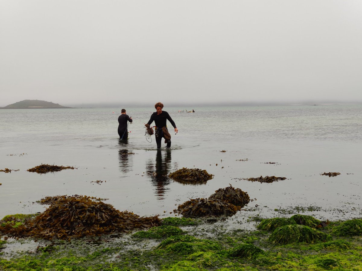 Successfully pulled out the main instrument rig for <a href="/BLUEcoastUK/">BLUEcoast</a> seagrass field experiment under the serenest conditions, but still have our pressure sensors out for another month. @pu_cprg @pu_cmar <a href="/MarineSciPlym/">MarineSciencePlymUni</a>