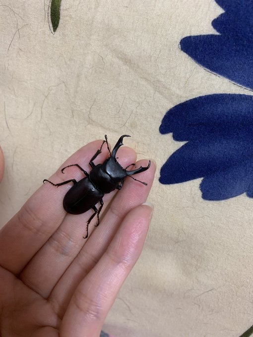 ねー、部屋の中でなんか音がすると思って、まじビビリながら恐る恐る探してみたら コクワガタ発見した(笑)  なんで部屋に&hellip;？笑笑笑 https://t.co/wp9WBasHqV<a href="/tag/disneyland"class="tags"><span>#disneyland</span></a><a href="/tag/disneysea"class="tags"><span>#disneysea</span></a><a href="/tag/%E3%83%87%E3%82%A3%E3%82%BA%E3%83%8B%E3%83%BC"class="tags"><span>#ディズニー</span></a><a href="/tag/%E3%83%87%E3%82%A3%E3%82%BA%E3%83%8B%E3%83%BC%E3%83%AA%E3%82%BE%E3%83%BC%E3%83%88%E3%83%A9%E3%82%A4%E3%83%B3"class="tags"><span>#ディズニーリゾートライン</span></a>