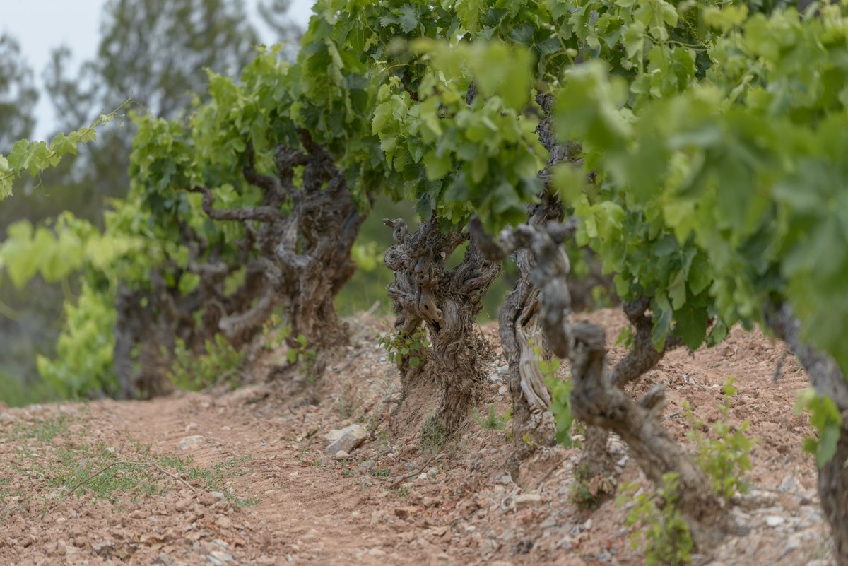 vinsabadal's tweet photo. A les portes de la verema de la vinya del Nuat, us volem presentar el “Diari”, cicle de 6 articles, d’aquesta vinya. Us convidem a llegir-ne el primer: https://t.co/f7npX6CGXP
#verema #vinya #nuat #diari #articles #cicle #estrena #picapoll #macabeu #vi #Bages @dopladebages https://t.co/BUc8pTpoeh