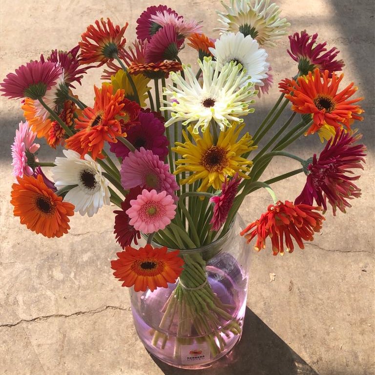 Gerbera United presenteert de aankomende weken het nieuwe Gerbera assortiment aan de Nederlandse Export. Met maar liefst 20 noviteiten in Pasta, Pastini, Piccolini en mini kijken we uit naar aankomend seizoen.

#wegrowgerberas #workingtogether #withasmile