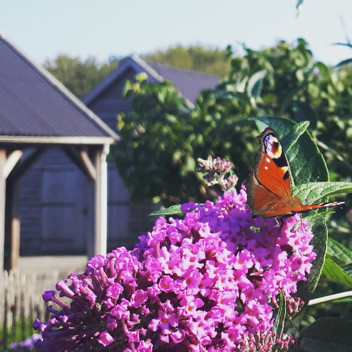 De bloementuin staat nog volop in bloei. Ook de vlinders en bijen weten de bloemen goed te vinden. 🦋🌻🐝
#kinderboerderij #hilversum #meent #melkmeent