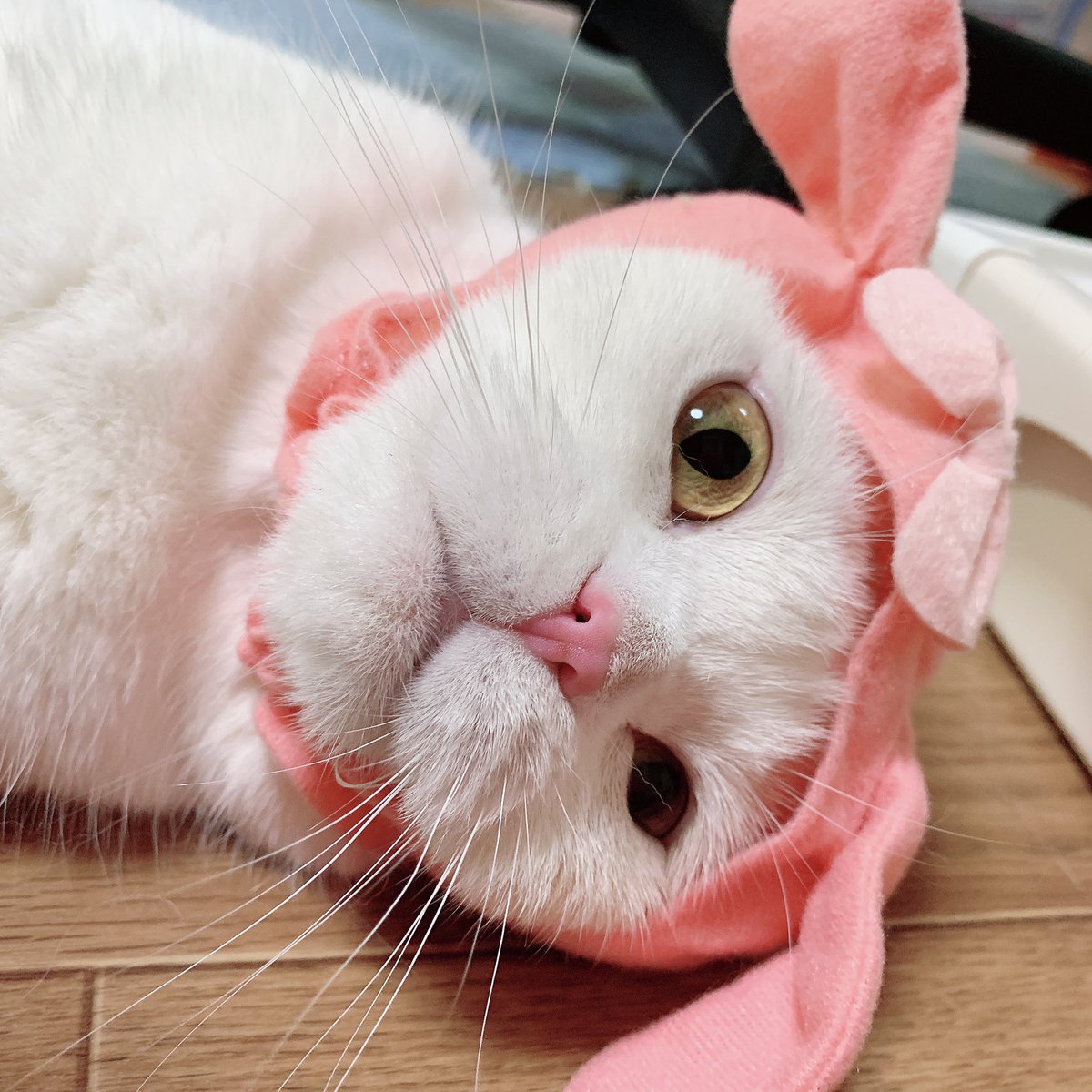 マイメロちゃん、大好きにゃヾ(⌒(ﾉ*>ω<`*)ﾉ︎💕︎💕♬*.+゜ よろしく