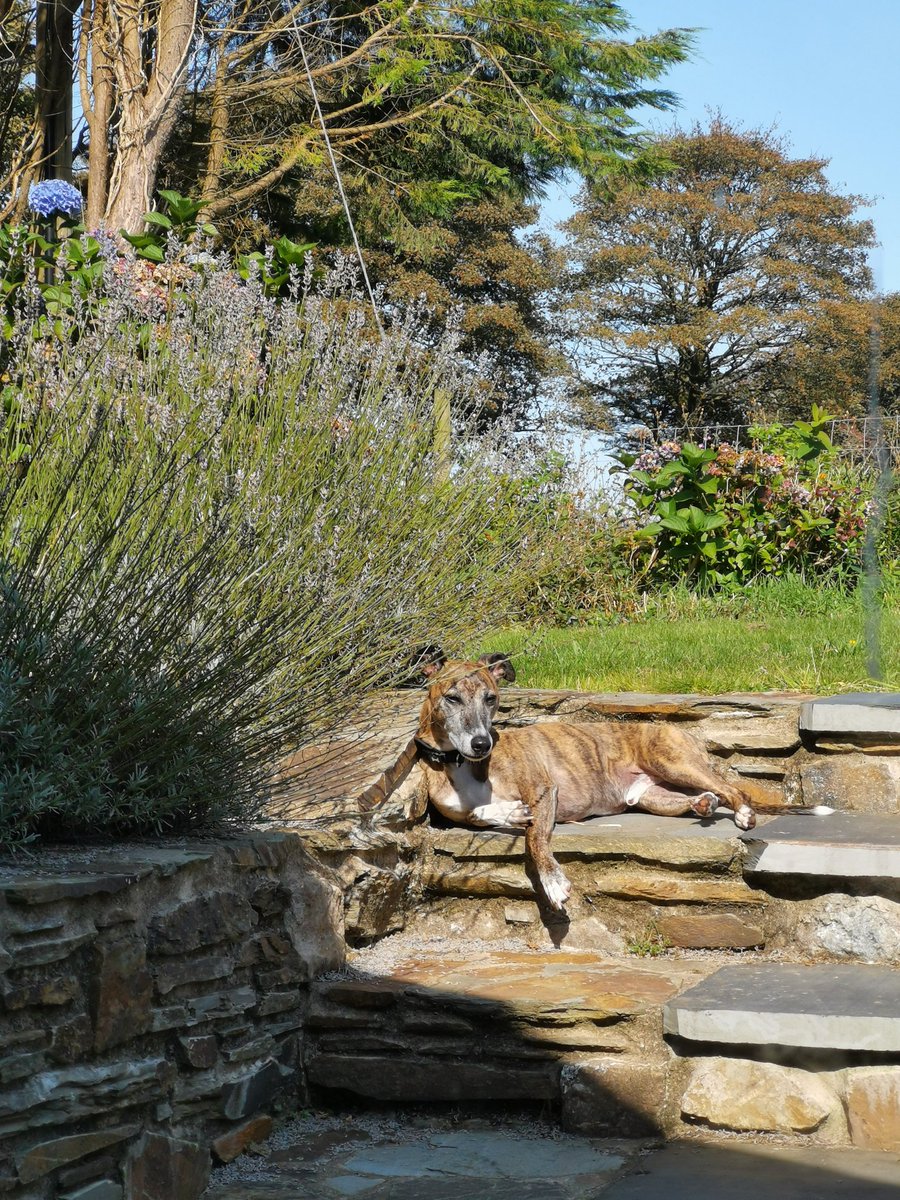 he lounge. also notable bc he has gone outside of his own accord and is happily sitting more than 5m away from me 