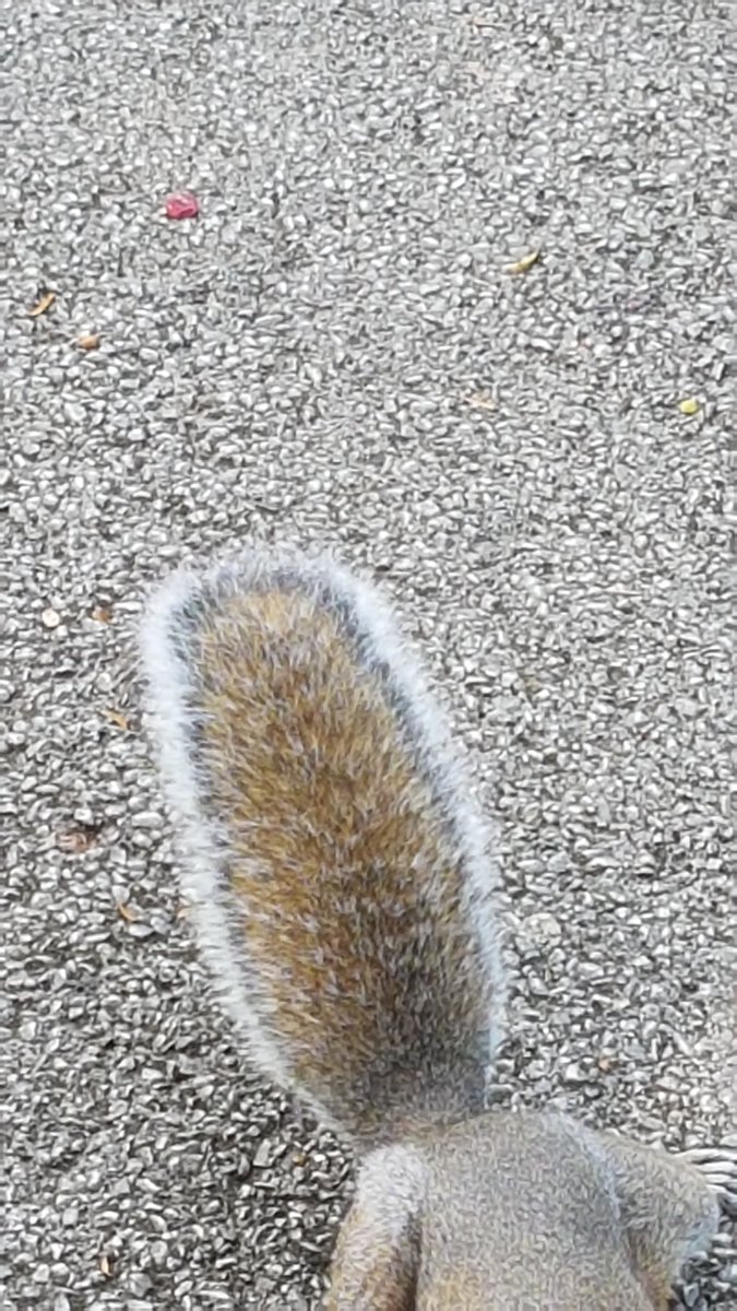 Every squirrel has a silver lining.