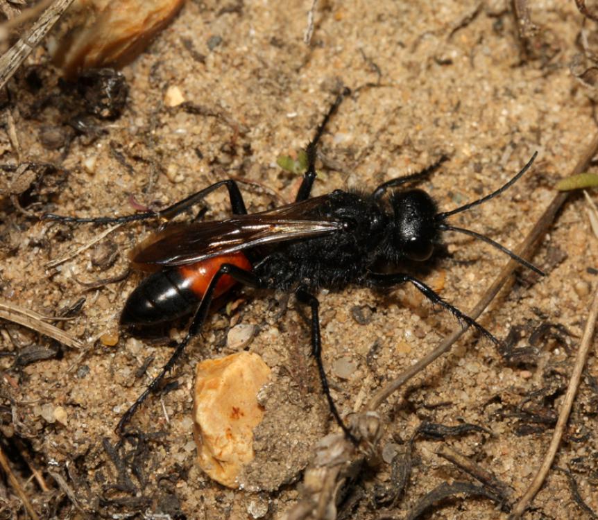 Liam_M_Crowley's tweet photo. #waspoftheweek no. 38 is Podalonia hirsuta. This large sphecid wasp is primarily a coastal species. It digs up and paralyses large Noctuid larvae ('cut-worms') before digging a burrow in sandy soil to provision with the caterpillar.
#waspwednesday #wasplove
Photo: Nick Owens https://t.co/JSprhSeEEP