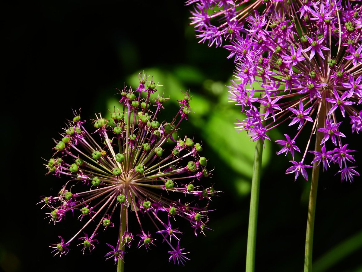 ScapedHome's tweet photo. #scaped #scapedhome
#landscapearchitecture #landscapephotography #landscapedesign #garden #gardening #gardendesign #flowers #flowerphotography #plants #planting #nature #naturephotography" https://t.co/G969h73wjV