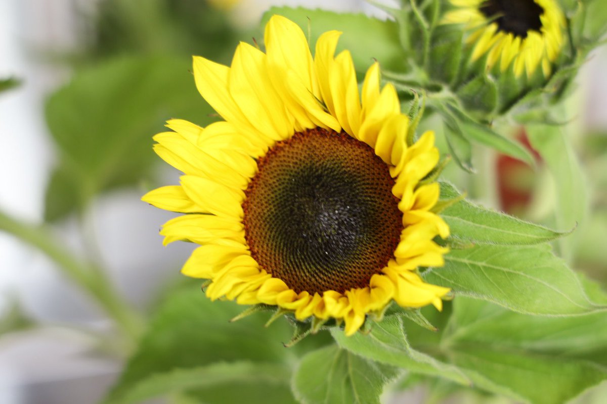Can’t wait for the world to be as simple as this stunning sunflower!!