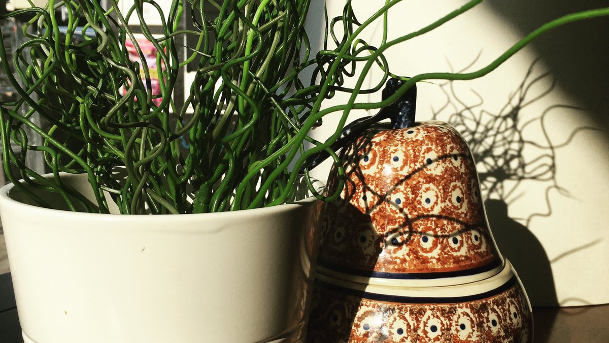 Another glorious #sunnyday on #gloucesterroadbristol! #plantpots #bricabrac #shoplocal #lampshade #secondhandfinds