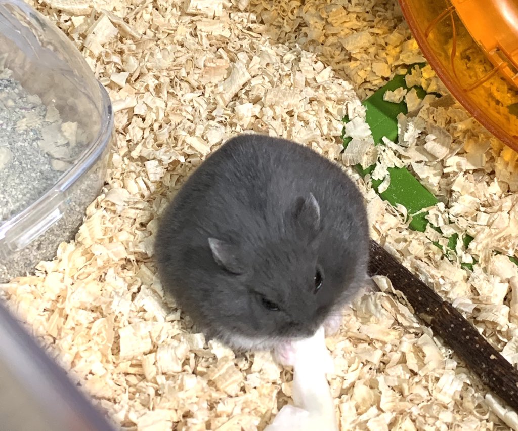 すくすく成長している…🐹 