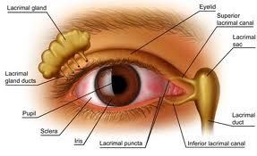 TheEyeGuys's tweet image. Focus on Eye Disease: Dry Eye Syndrome
If your eyes sting, itch or burn, you may be experiencing the common signs of “dry eye.” A feeling of something foreign within the eye or general discomfort may also signal dry eye.
For more information:
fishbaughfamilyeyecare.com/dry-eye-syndro…