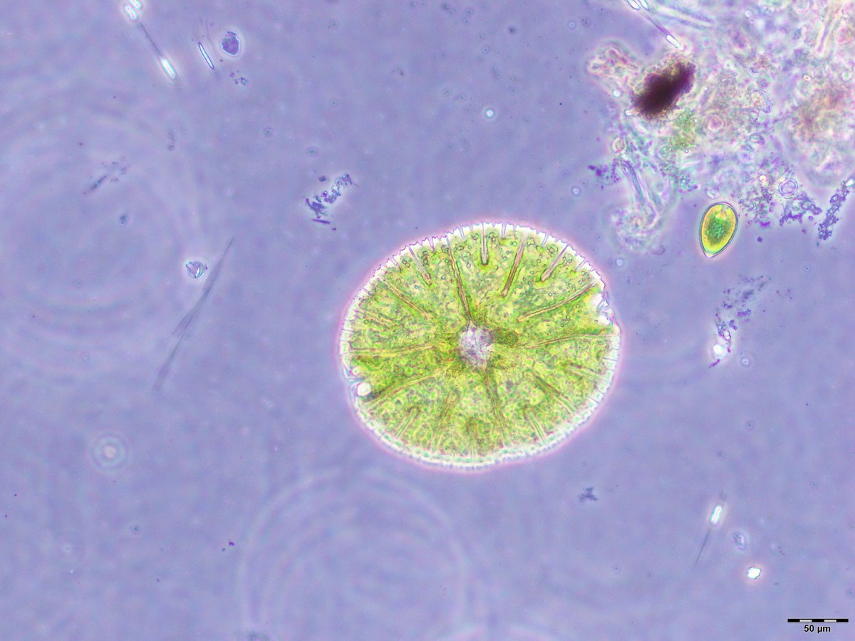 FBL_UCPH's tweet image. Most of the #phytoplankton samples that Trine processes in the microscope lab are fixed with Lugol and are kind of drab to look at. So this live sample from #dystrophic lake #Gribsø containing #desmids, #chrysophytes and #raphidophytes was a real treat!