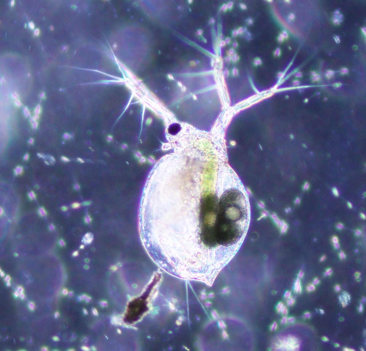 FBL_UCPH's tweet image. Most of the #phytoplankton samples that Trine processes in the microscope lab are fixed with Lugol and are kind of drab to look at. So this live sample from #dystrophic lake #Gribsø containing #desmids, #chrysophytes and #raphidophytes was a real treat!