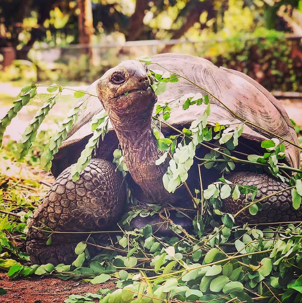 Kempinski_Seych's tweet photo. Stop dreamingΒ about your bucket list & start living it. π’βοΈ
#kempinski #kempinskiseychelles #baialazare #friendlygiants #turtle #experience #travelling #experience #bucketlist https://t.co/bs8IqWlKrb