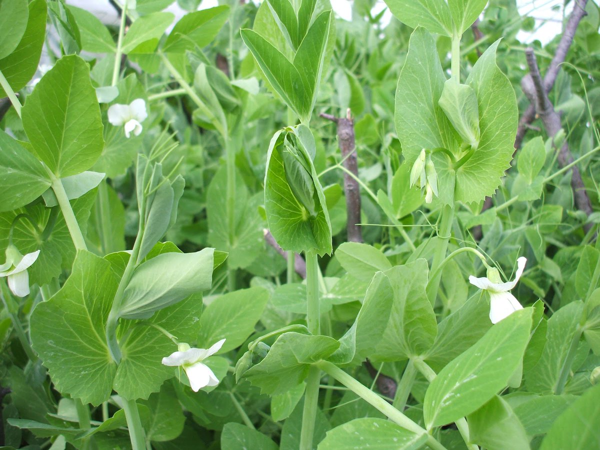Anthoniszoon's tweet photo. Peas sown last month commencing to blossom and show young pods — the blossoms of the large beans falling off in consequence of the cold weather . Will continue planting every month to find out the exact season for each plant . https://t.co/7iIhxH0Lqe