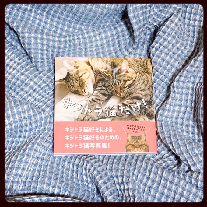 キジトラ猫のtwitterイラスト検索結果 キジトラ猫のtwitterイラスト検索結果
