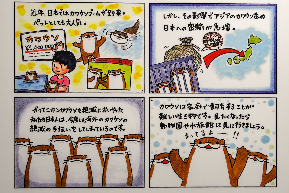 ニホンカワウソ ニホンカワウソ