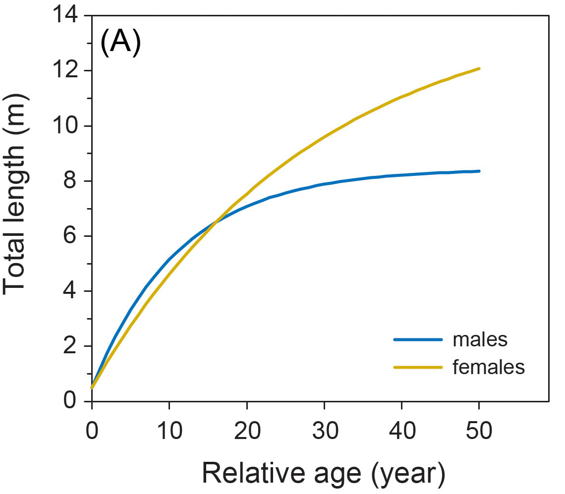 We showed that male whale sharks grow faster than females when they are young, but flatten off at around 8-9m (asymptotic), while females continue to grow throughout life (non-asymptotic).