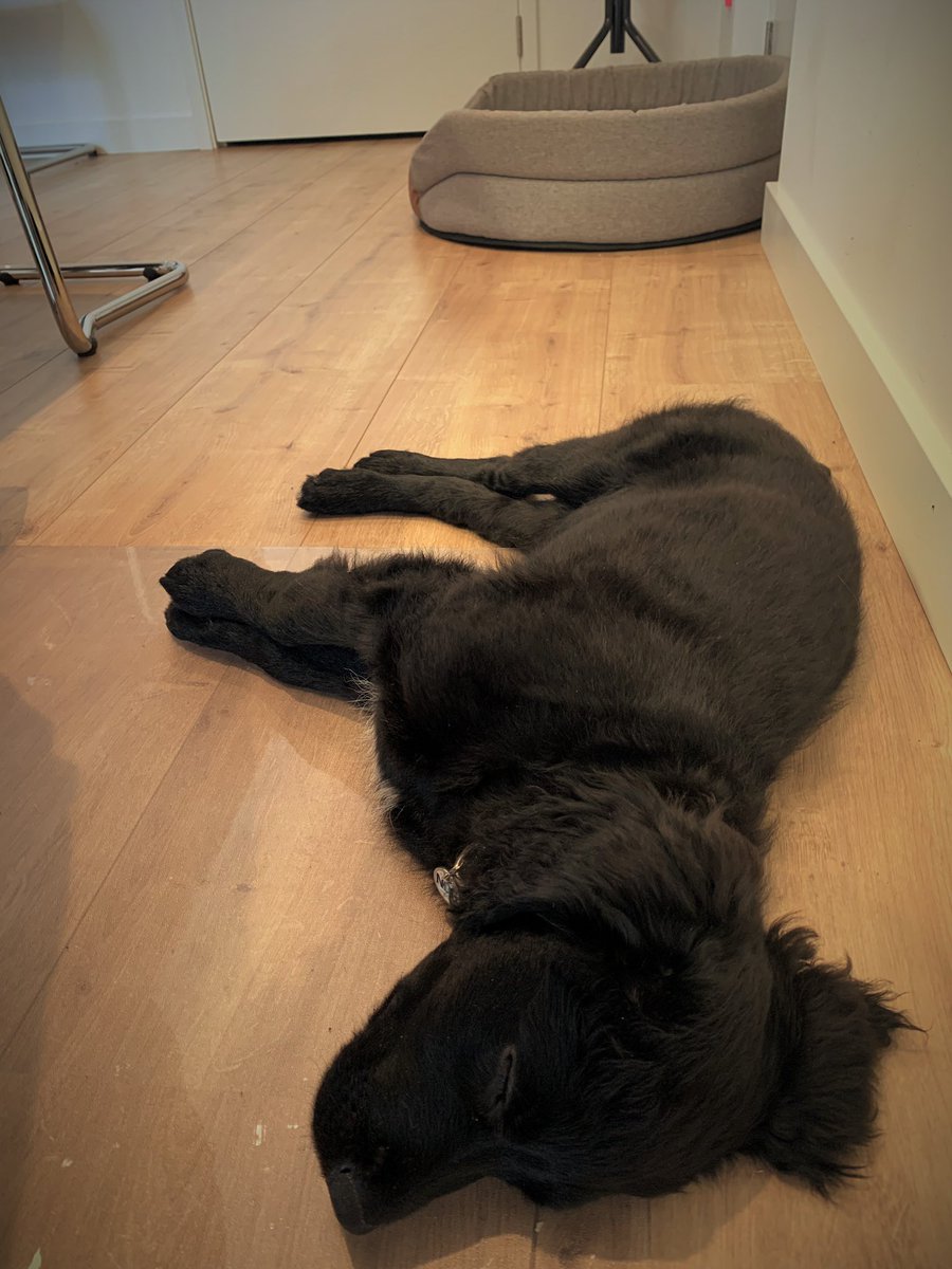 HugoGroenewegen's tweet photo. Voor het eerst langere tijd op kantoor met Sepp, mijn nieuwe pup. Moe, op gepaste afstand van de mand, dicht bij de benen van ‘de baas’ en met klassieke muziek op de achtergrond: ver weg. https://t.co/Jz4ubm0tw3