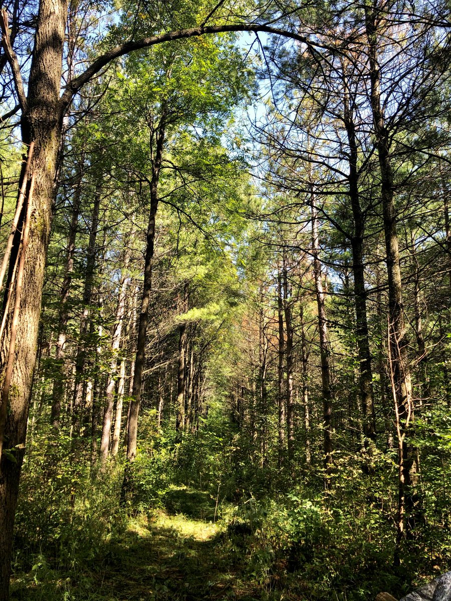 forestscanada's tweet photo. Curious what happens after seedlings are planted through the #50MillionTreeProgram? Take a look at some of these sites that we've visited the past few days; a few two-year-old planting sites in Port Hope, and some that are decades old! Learn more: https://t.co/zty7tIlA4E https://t.co/4g4kViXnOF