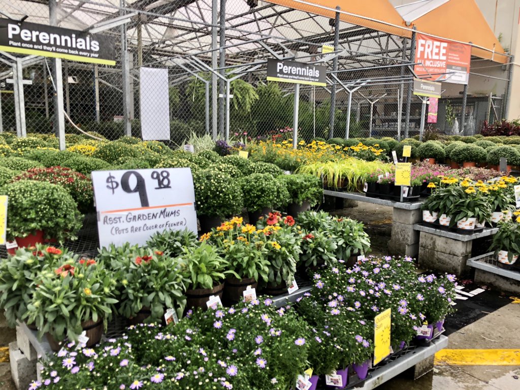 PPSKare's tweet photo. Standing Tall for Fall @THD 3648 Shallotte NC #fallingin❤️ @scottburtonthd @lumbeelady2004 @ThaneTHD @Stephen_E_Camp @pps_s_atlantic @PPSinHD https://t.co/LmzV4pmChu
