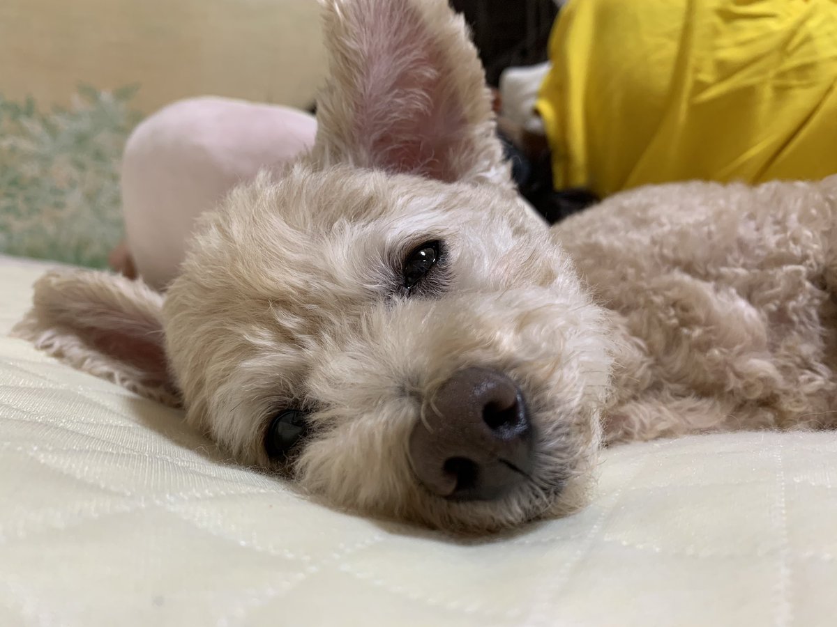 気持ち良さそうだな〜☺️
しかし寝てばっかだな💦
そろそろ寝る前の夜散歩に出発しようよ〜
#トイプードル
#秘密結社老犬倶楽部
#老犬
#寝てばっかり
#夜散歩
#犬のいる生活