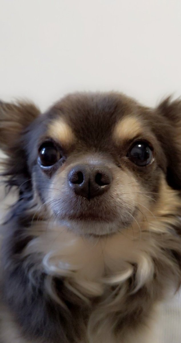 _Baileyrolle_'s tweet photo. Hab auch mal so ein Selfie probiert
#doggo #doggocontent #doggoapproves #Hunde #chihuahua https://t.co/UubEx6IQcJ