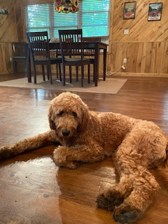 ifireup's tweet photo. My friend rented a remote cabin in the woods ...her year-old dog got away on a walk. Night 1, no Lucy...night 2...no Lucy. My friend couldn't talk about it, so upset. Guess what happened this morning? Lucy came back to the cabin! ❤️Drank 2 bowls of water! #thoughtsofdogs https://t.co/CaWaLdAcW2