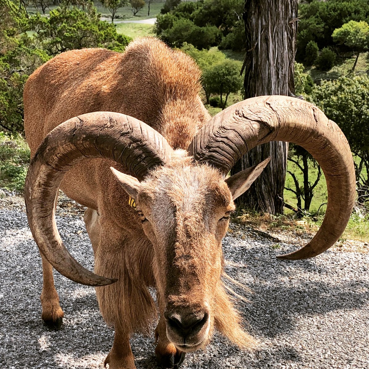 Jamie_S_Benn's tweet photo. I took this photo of a grandfatherly aoudad without any zoom…thank goodness he wasn’t approaching at ramming speed. 😂

https://t.co/ZbFghCP9ec https://t.co/JH9n2Nkbtk