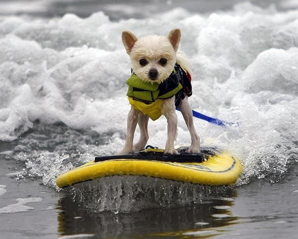 day 38 of jonny as puppies bring us surf/wakeboard puppy!! 