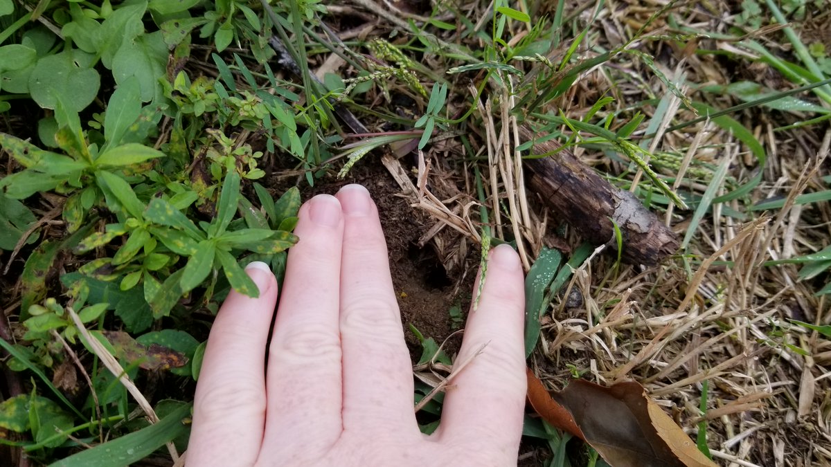 (2/n) Here's a closer view of the bumble bee nest entrance. Can you spot it now? It was actually under vegetation that has been mowed, but adjacent to an unmowed 'island' with a shrub, stump, other vegetation.