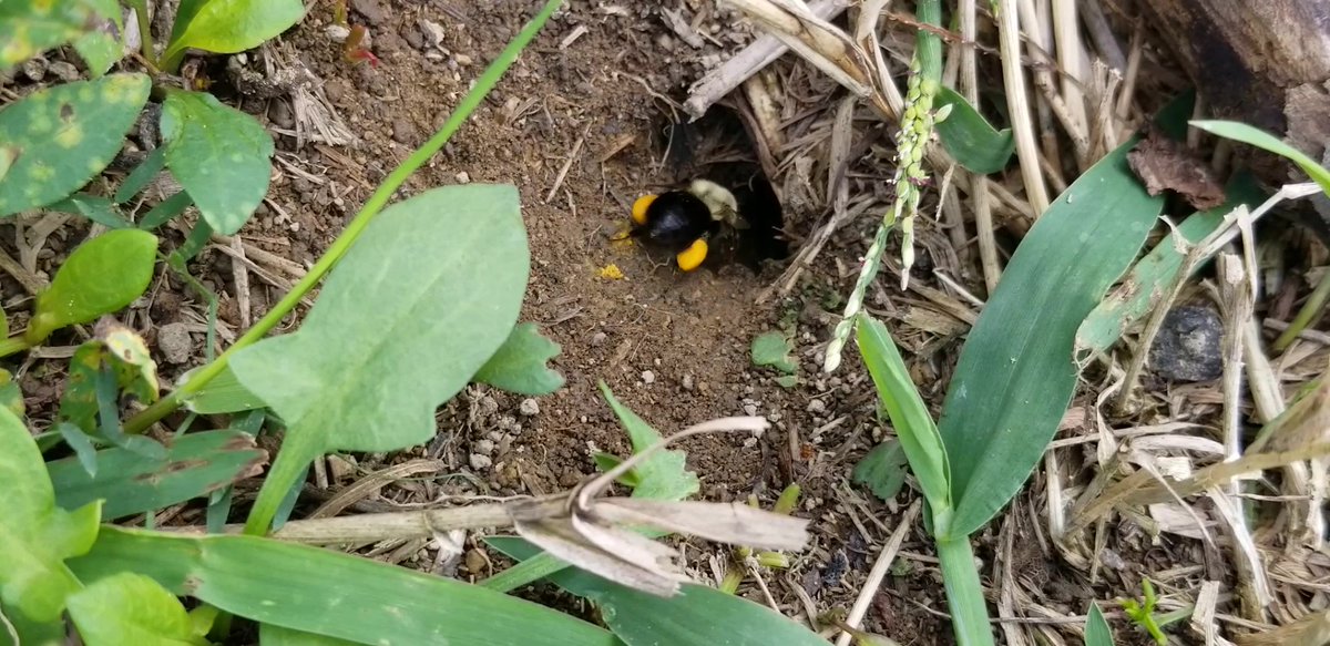 (3/n) Despite the cool temps (ranged from say 8-16C in the times I looked at it), I saw workers, males, and at least one gyne (new virgin queen) leaving or entering this common Eastern bumble bee (Bombus impatiens) nest, sometimes with bright pollen loads!