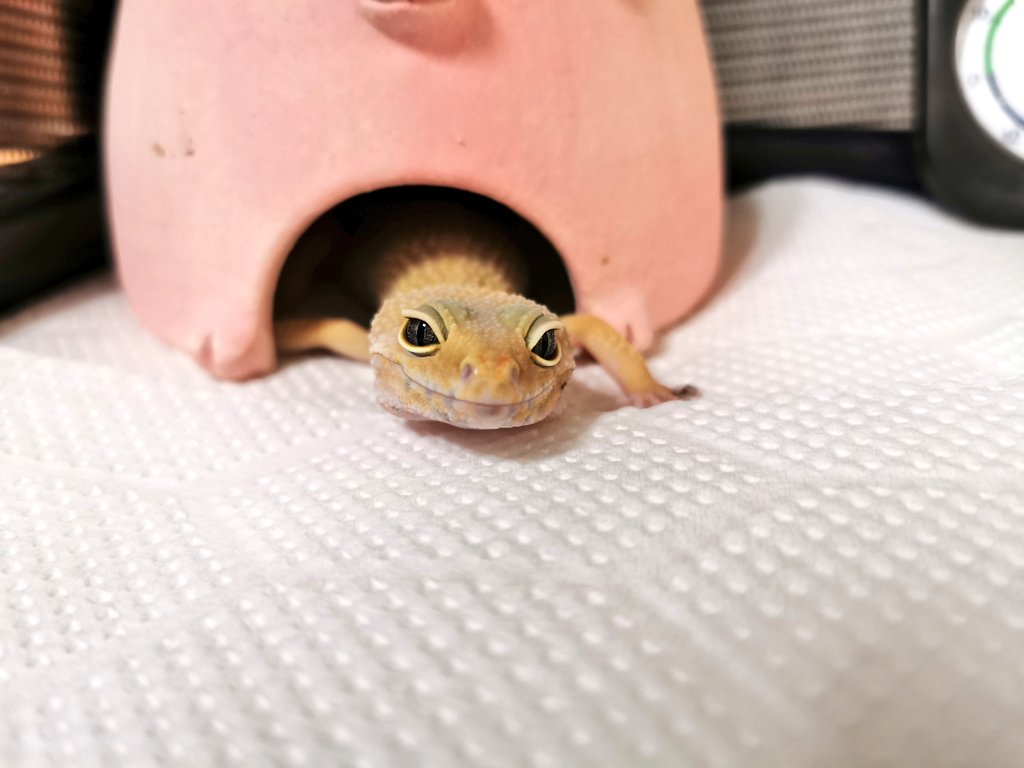 そのリラックスした顔がすき
