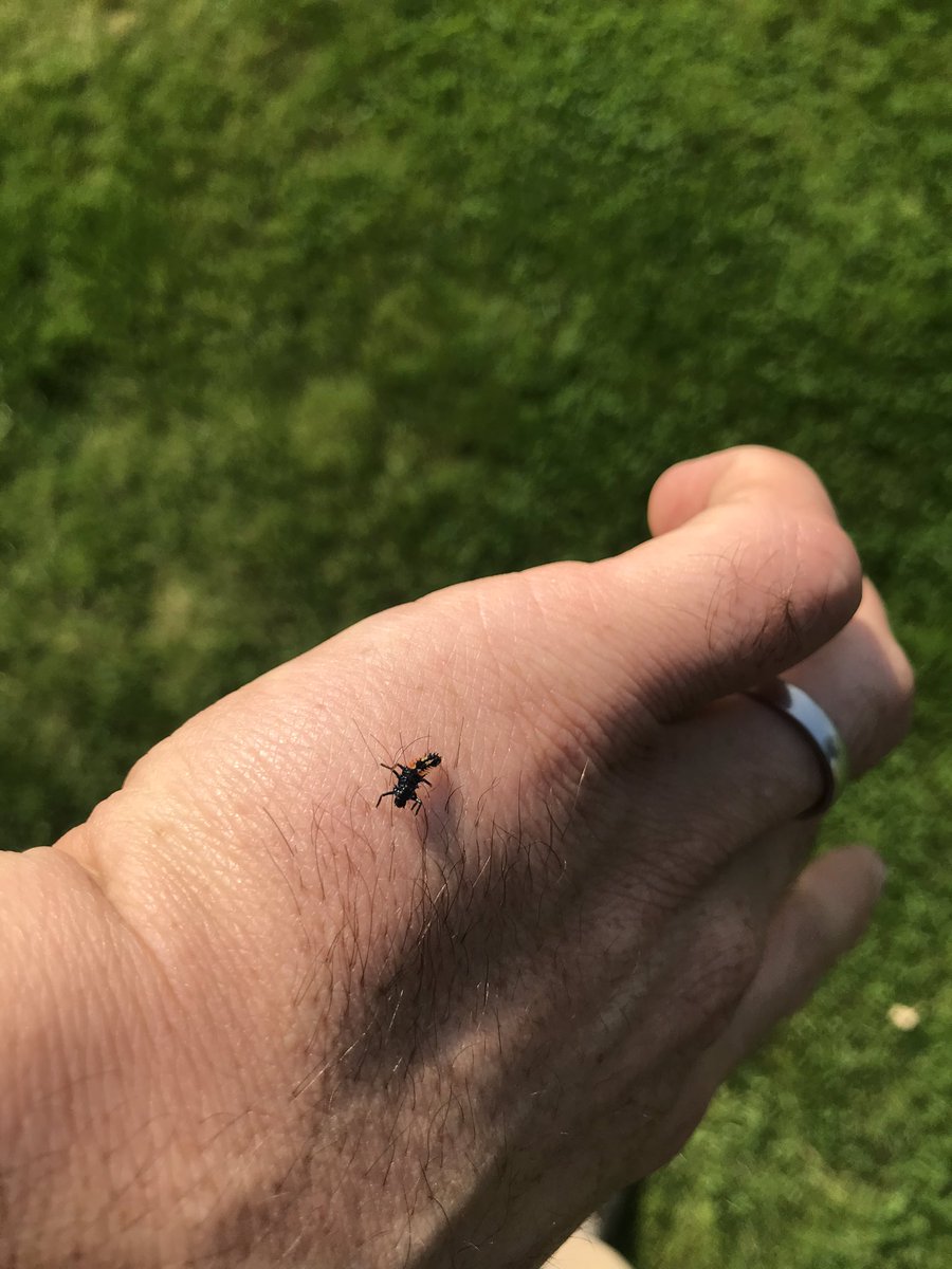 cropwalkerchris's tweet photo. I love seeing these little guys around the countryside! Hopefully they’ll be watching over these early drilled cereal crops #IPM #Culturalcontrol @AgriiUK https://t.co/xpwGNQl4aj