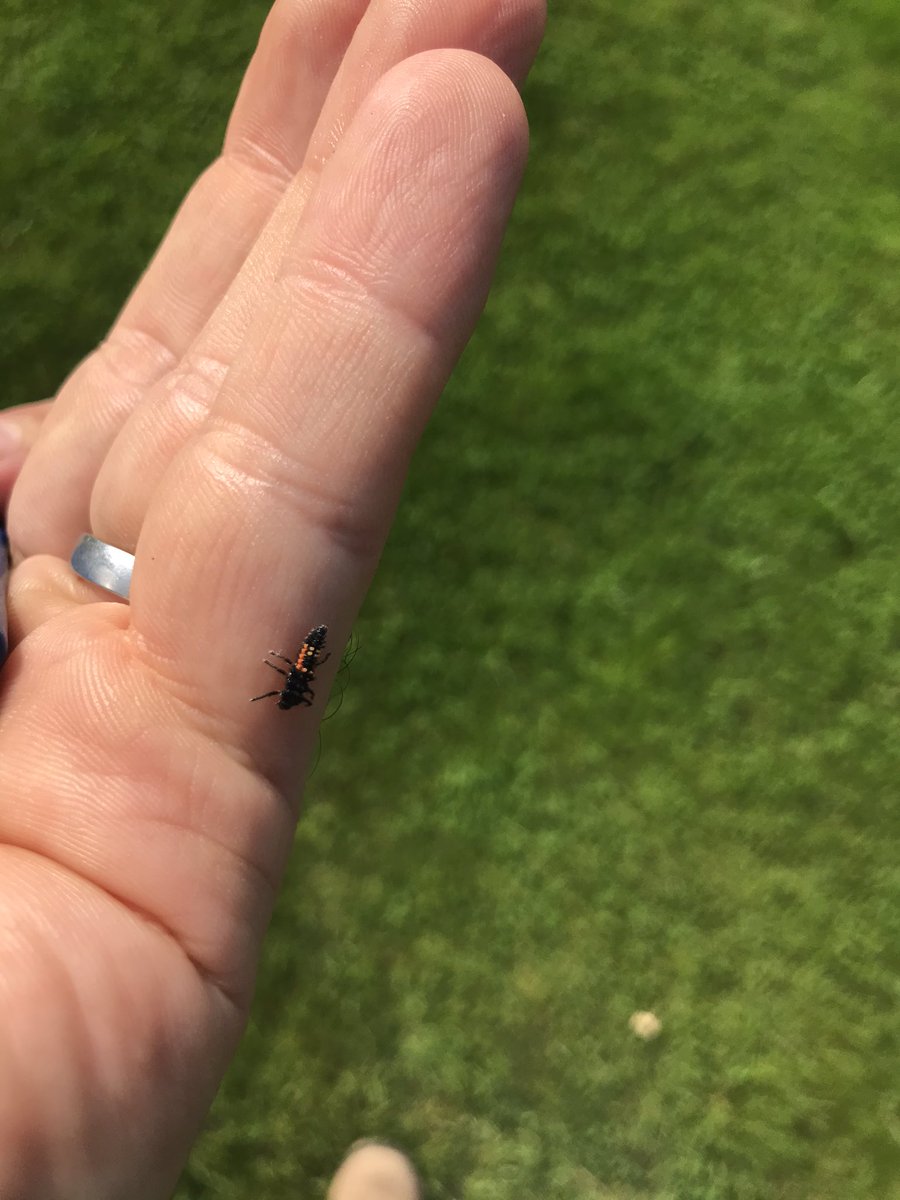 cropwalkerchris's tweet photo. I love seeing these little guys around the countryside! Hopefully they’ll be watching over these early drilled cereal crops #IPM #Culturalcontrol @AgriiUK https://t.co/xpwGNQl4aj