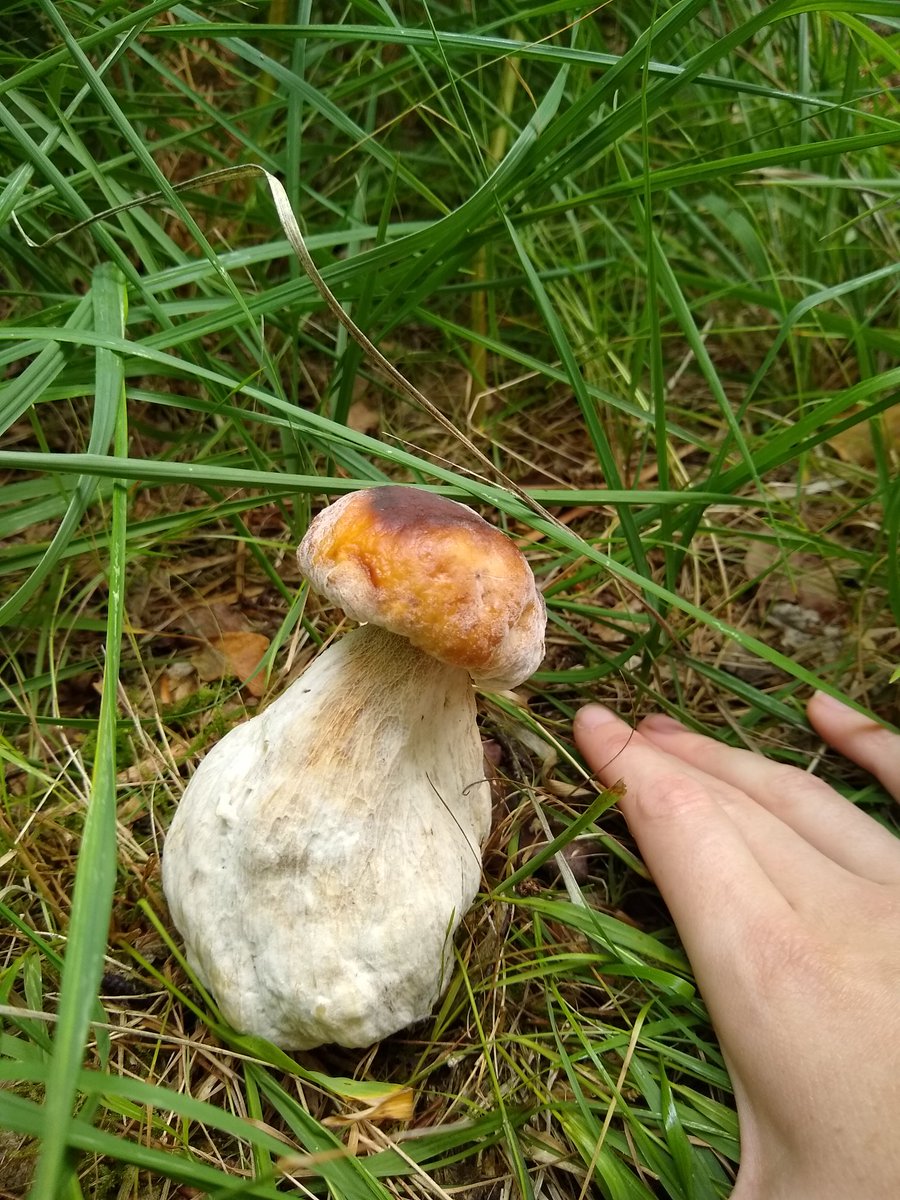 RuthDJackson's tweet photo. First time hunting Boletes, came across these beauts 🍄 #mycology #bolete https://t.co/AZ753PpFAg