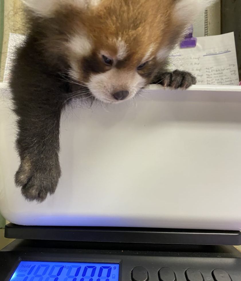 TheTorontoZoo's tweet photo. "I weigh how much?!" 🦊 🍼  #BabyRed https://t.co/HNHWudMOrw