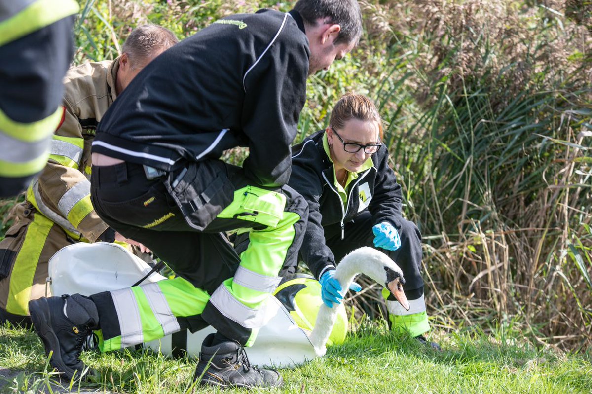 Brandweer en dierenambulance redden verzwakte zwaan uit riet - #Friesland -..