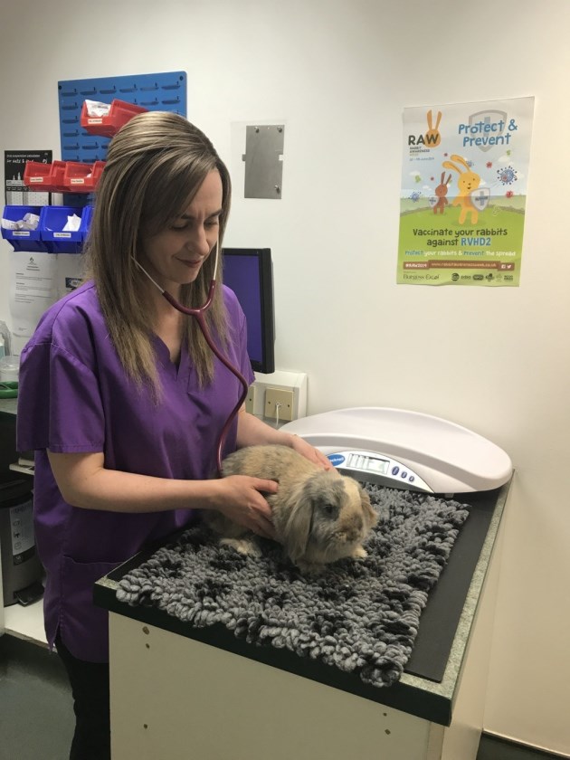 RabbitRWAF's tweet photo. Have your rabbits been for a health check recently? Regular health checks are very important to help detect any underlying issues.  Find your nearest rabbit savvy vet on our website: https://t.co/akLYEfbjmW https://t.co/5quLxK2nU0