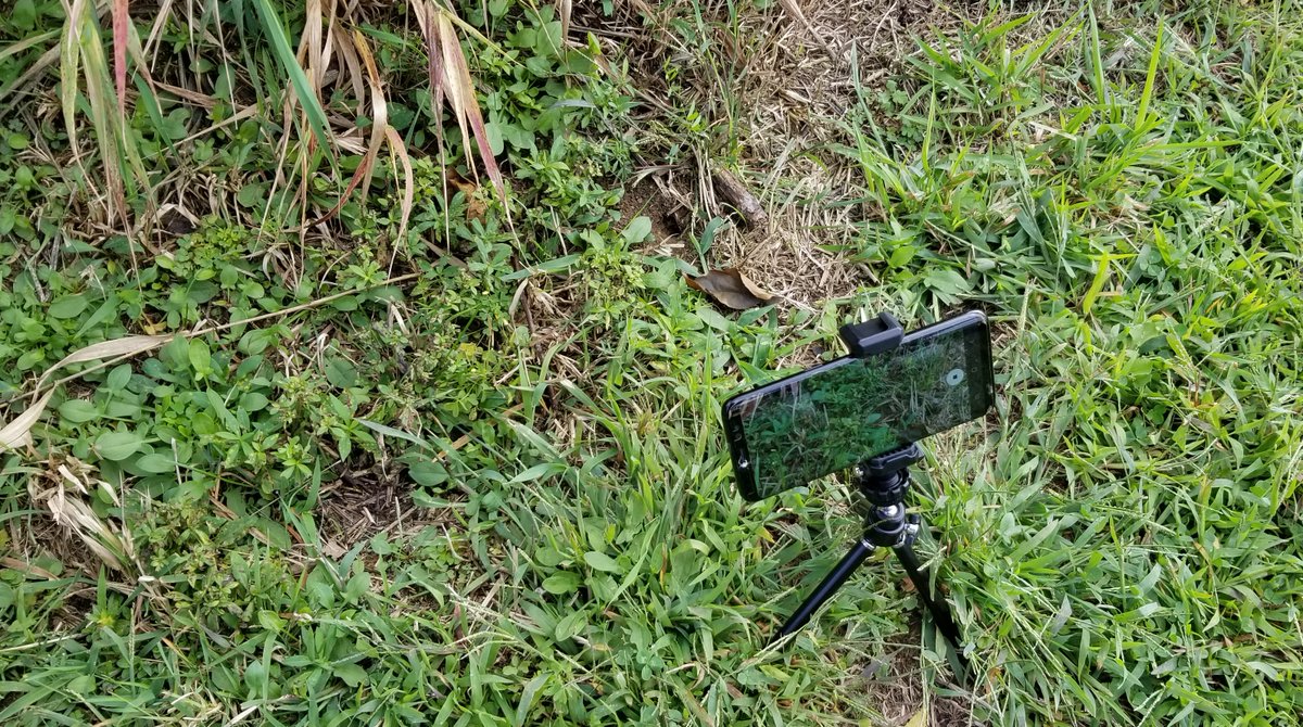 (9/9) I do have a couple hours of video but will stop here. Have you ever found a  #bumblebee nest? Even if it's under your deck or in a bird box we'd love to hear about it! Submit your information (incl photos) to  @bumblebeewatch. Happy bee-watching!