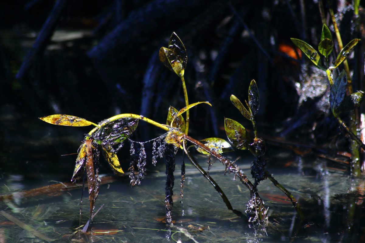 Greenpeace's tweet photo. Precious mangroves were also affected by the #MauritiusOilSpill. 

Vulnerable ecosystems and coastal communities must be protected from the effects of the oil spill. 

Register here to join the #webinar tomorrow >> https://t.co/b01AZlowSS

(📷: Steeve Dubois) https://t.co/4kWaa3vD2i