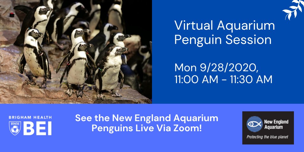 Brigham Education Institute (@brighambei) on Twitter photo Join #BrighamBEI & <a href="/NEAQ/">New England Aquarium</a> for a “Virtual Aquarium Penguin Session,” Mon, 9/28/20, 11-11:30 AM & see penguins LIVE on Zoom!
#Wellness #MedEd #MedTwitter <a href="/BrighamWomens/">Brigham and Women's Hospital</a> <a href="/MassGenBrigham/">Mass General Brigham</a> <a href="/harvardmed/">Harvard Medical School</a> <a href="/BWHiHub/">Brigham Digital Innovation Hub</a> <a href="/BWH_STRATUS/">STRATUS Center for Medical Simulation</a> <a href="/HarvardMacy/">Harvard Macy</a>
Register Here: bit.ly/virtual-pengui… Join #BrighamBEI & <a href="/NEAQ/">New England Aquarium</a> for a “Virtual Aquarium Penguin Session,” Mon, 9/28/20, 11-11:30 AM & see penguins LIVE on Zoom!
#Wellness #MedEd #MedTwitter <a href="/BrighamWomens/">Brigham and Women's Hospital</a> <a href="/MassGenBrigham/">Mass General Brigham</a> <a href="/harvardmed/">Harvard Medical School</a> <a href="/BWHiHub/">Brigham Digital Innovation Hub</a> <a href="/BWH_STRATUS/">STRATUS Center for Medical Simulation</a> <a href="/HarvardMacy/">Harvard Macy</a>
Register Here: bit.ly/virtual-pengui…