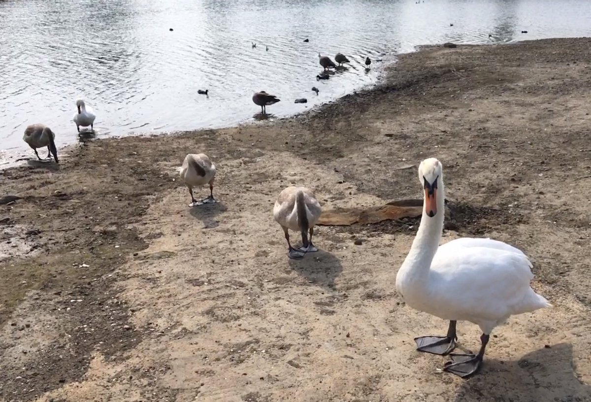 illdoitanyway's tweet photo. Swan family + geese hanging out at the middle pool at #FensPool today. ๐ฆข #MilesForRefugees - over halfway through September now & 65 out of 72 miles done - Thank you for all the sponsorship which will support families our govt will not. #RefugeesWelcome https://t.co/Rh2zRbqium https://t.co/iu2OroBW2N