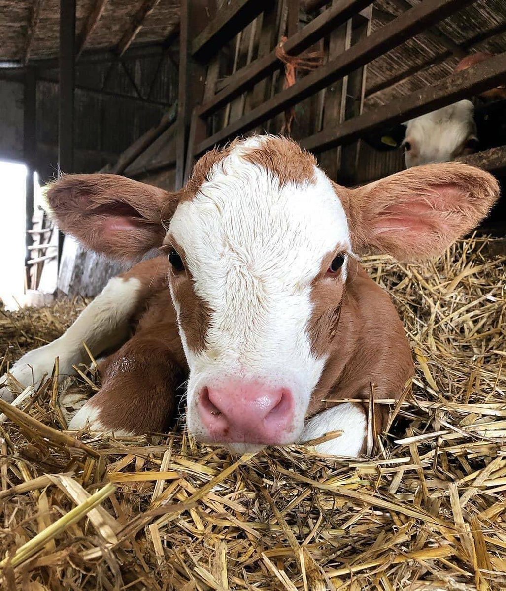 Multisal's tweet photo. MULTISAL
CALIDAD A PRECIO JUSTO ® ♥

_

#Repost @cowphoto365
• • • • • •
#cow #cows #cowskulls #happycows #cowselfie  #animal #cowshow #cowsgomoo #cowsmakemehappy #cowsmilk #cowstagram #cowsofinstagram #cowskin #cowslip #cowshed #cowspiracy https://t.co/nMjalOPNqV