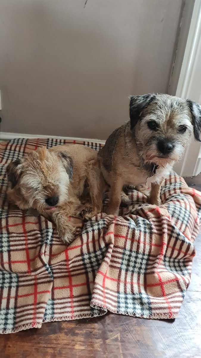 TernhillFarm's tweet photo. @ProfNoelFitz Happy Birthday from Rosie &amp; Lily @TernhillFarm https://t.co/FtRDgvyb41