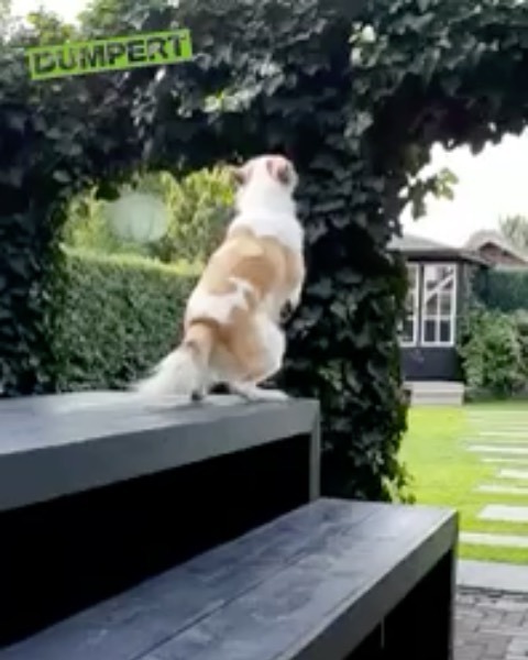 dumpert's tweet image. Hond, wat doe je?! #springen #hond instagr.am/p/CFMuWUqgUpe/