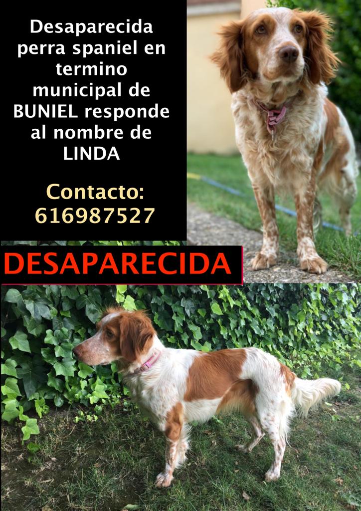 Nos piden colaboración.

Ha desaparecido esta perrilla, por la zona de Buniel  #Burgos
Se llama Linda.
Puedes ayudar con tu RT